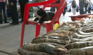 神奇！海鲜市场养的猫，从来不偷吃鱼虾