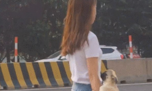 女生将狗狗放到手臂上，仿佛个真皮手包，遛狗方法也太硬气了吧！