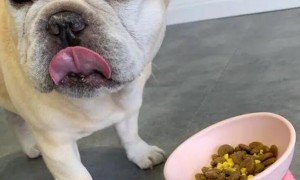狗狗独立吃钙片拉稀，狗狗吃钙片会腹泻是怎么回事