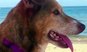 泪崩！狗狗被主人用铁链锁了12年，获得拯救后它却仅活了16天