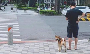 横穿马路时发现前边一只柴犬，一直走两步就回头巡视：究竟几个意思