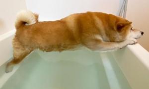 柴犬不愿洗澡，在浴缸苦苦支撑，网友：“腰力真好”