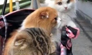 路上遇到有人在遛猫，还是三只猫呢，网友请问可以偷猫吗