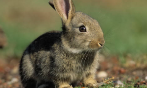 灰栗兔吃什么 饮食的干草主要苜蓿草为主