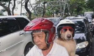 狗狗自动跳上摩托后座，大爷载狗买菜，狗狗戴头盔萌翻众人！