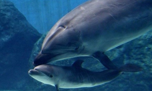海豚母忍痛杀幼子 不愿它一辈子被囚禁取悦观众