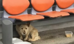 主人上下班时悲剧过世，小狗在车站等候，1年之后女生上车时它也跟随