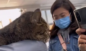 女子医院遇23岁高龄猫咪，面对众人抚摸全程淡定：是见过世面的猫