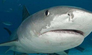 澳洲海滩6米长巨型虎鲨被杀 未找到捕杀者