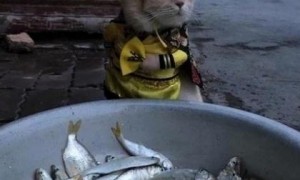 路边小猫打扮成皇帝，经过一盆鱼之后，脸上的表情让人乐了