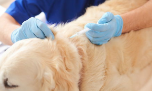 为什么给狗狗打疫苗不按体重定剂量？
