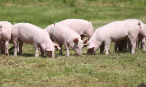 赖氨酸在养猪生产上的应用