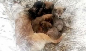 狗妈妈抱7只小狗冻死在雪地里！