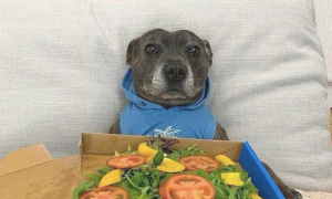 狗狗认为主人家买来比萨笑容太高兴，結果看了是水果沙拉，微笑就消退了