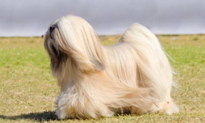 拉萨犬的日常护理，定期梳理和修剪毛发