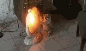 小土狗嫌冷，在取暖器前取暖，狗崽的姿势引人发笑……