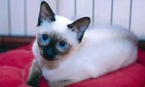 暹罗猫有黄色的眼珠吗?你家的暹罗猫是哪种?