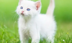白猫贫血怎么办？白猫贫血的时候吃什么比较好？