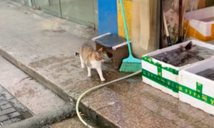 猫咪跑到水产店偷吃虾，轻车熟路的模样，一看就是惯犯