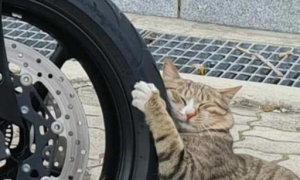 浪猫把轮胎当猫抓板磨爪 抱着轮胎当场睡着啦