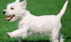 犬冠状病毒症状及治疗方法
