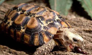 钟纹折背陆龟的寿命，你们都清楚吗？