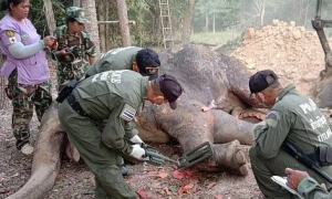 身中40弹泰国大象抢救无效，治疗期间护林员遭砸死