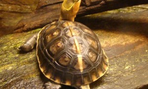 黄缘闭壳龟是水龟还是陆龟？你一定没想到