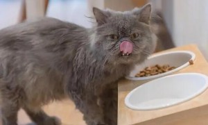 猫咪不能吃哪些食物？什么食物对猫咪有害？
