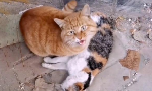 流浪猫不知同伴已离世，不断哀嚎试图唤醒它，网友：动物也有情