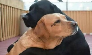 两只狗狗相互作伴多年，金毛失恋同伴去安慰，这举动让主人羡慕