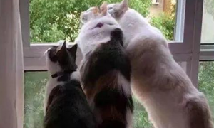 三只猫咪趴窗户等主人下班，路人看了笑喷