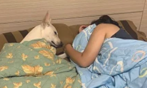 狗子提前睡在媳妇身旁，还目光暗示着他出去睡，网友笑哭