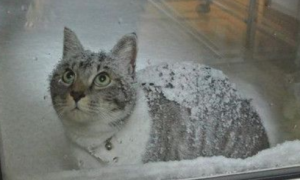 猫咪每天冒大雪找朋友，竟只是为了吵架