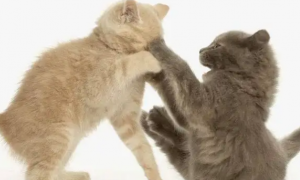 两只猫打架怎么办？