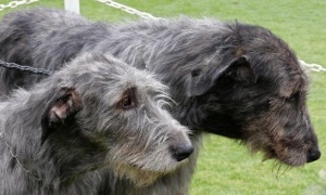 爱尔兰猎狼犬的养护常识：皮毛眼耳都要关注