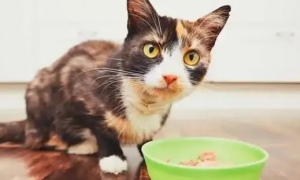 猫咪吐黄水，不吃食怎么办？