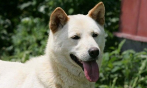珍岛犬：来自韩国的世界名犬，忠诚、机敏，惹人喜爱
