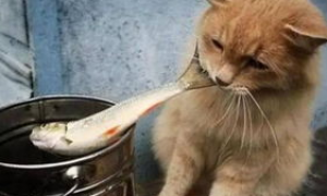 揭秘猫咪为什么喜欢吃鱼？