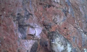 母雪豹刚捕获到的岩羊，被9头狼抢走，半年后带着公雪豹找到了