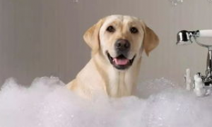 狗狗洗澡所必须的七件物品是什么？来看看吧