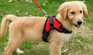 怎么训练狗狗适应牵引绳？如何用牵引绳训练狗狗？