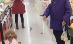 泰迪装成小姑娘去超市，旁边老奶奶的反应亮了，都以为它是孩子！
