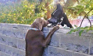 拉布拉多隔着墙跟隔壁邻居的狗狗接吻，见到它脚底的物品时，一瞬间笑喷