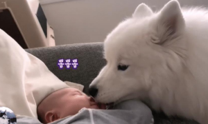 女主生了宝宝，大白狗把它当“宝”一样，还懂得给它盖被子