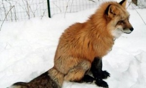 狐狸饲料配方 狐狸饲料配方和加工方法