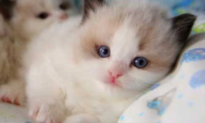布偶猫眼睛颜色有红黄蓝三种吗？