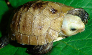 缅甸陆龟爱吃什么蔬菜？