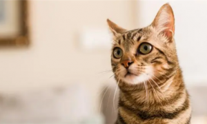 猫咪肾衰竭并非无药可治，AIM宠物营养药物的出现，有望扭转局势？