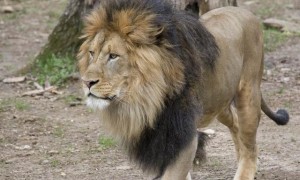 美国再爆6只狮子和3只老虎染新冠，园长：感染源可能是游客